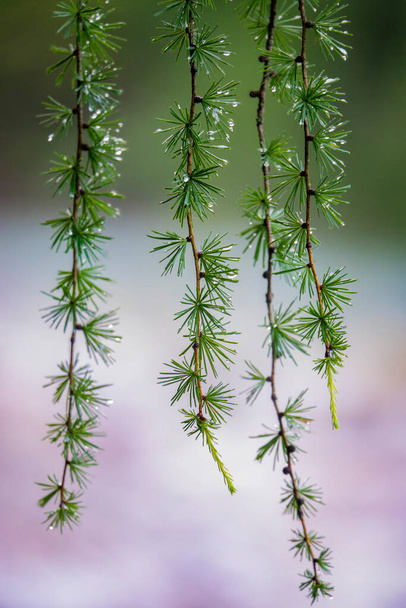VERTICAL: Tiny raindrops are sticking on larch tree sprigs after spring shower. - 写真・画像