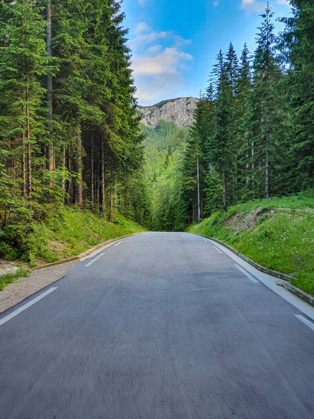VERTICAL: Pusta droga prowadzi przez bujny las iglasty i w kierunku gór - Zdjęcie, obraz