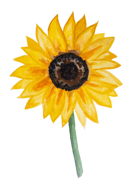 Herfst Aquarel collectie met gele zonnebloem geïsoleerd - Foto, afbeelding