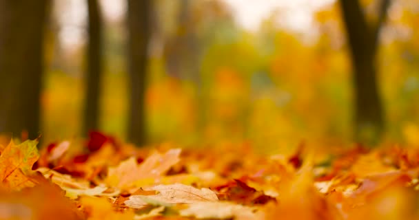 Geel, oranje en rood herfstblad in herfstpark. Herfstbomen landschap, herfstseizoen - Video
