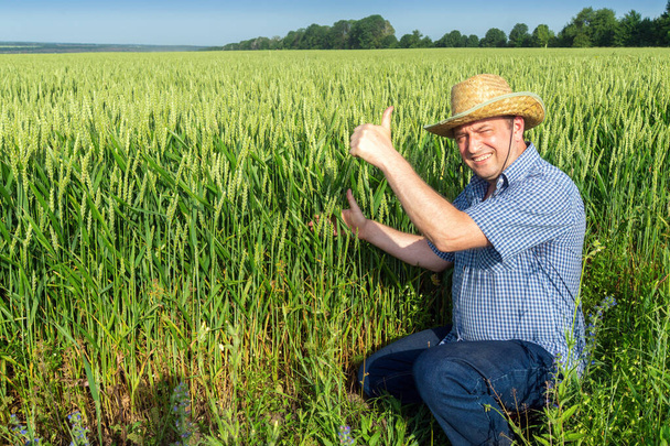 Starszy rolnik na polu pszenicy z podniesionym kciukiem w górze daje znak dobrych zbiorów - Zdjęcie, obraz