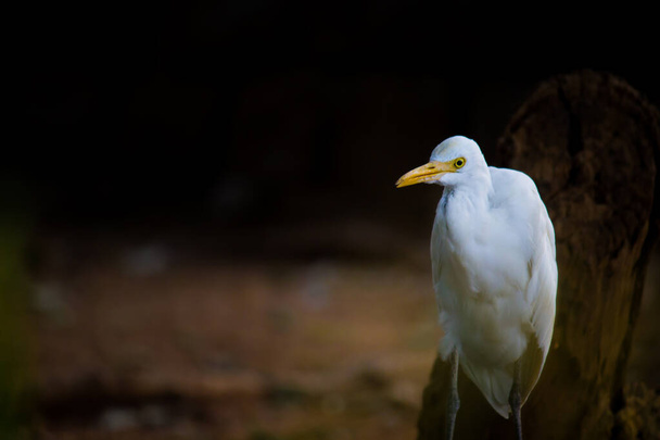 Bubulcus ibis Or Heron Or Commonly know as the Cattle Egret is a cosmopolitan species of heron found in the tropics, subtropics,  and warm-temperate zones. It is the only member of the monotypic genus Bubulcus,  - Photo, Image