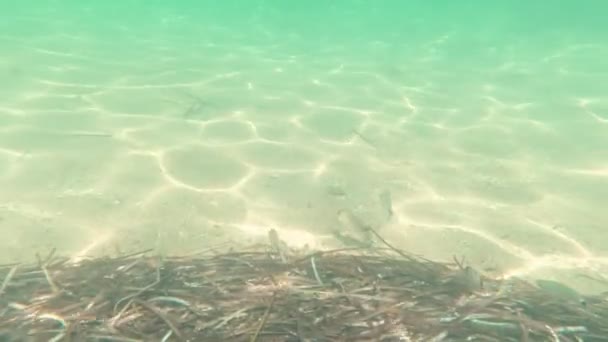 Peces en el fondo del mar - Metraje, vídeo