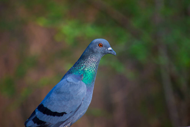 Indian Pigeon OR Rock Dove - Holubice skalní, holub skalní nebo holub obecný je členem čeledi ptáků Columbidae. Při běžném používání je tento pták často označován jako holub. - Fotografie, Obrázek