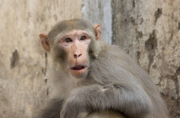 Ritratto di scimmia nella fauna selvatica seduto sotto l'albero nella foresta tropicale. Scimmia nella natura. La scimmia macaco Rhesus. Ritratto scimmie Primo piano. Scimmia vive in una foresta naturale dell'India. scimmia divertente guardando nella fotocamera in umore giocoso. - Foto, immagini