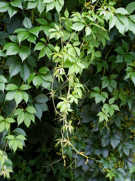 climbing plant parthenocissus quinquefolia with green foliage - Φωτογραφία, εικόνα