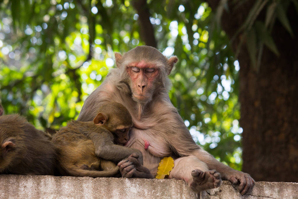  Portrait of a Rhesus Mother Monkey feeding its baby under the tree - Photo, Image