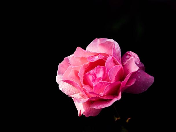 Piękna różowa róża z kroplami z bliska. Wysokiej jakości zdjęcie - Zdjęcie, obraz