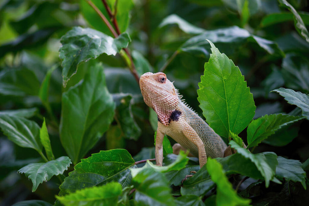 Orientalna jaszczurka ogrodowa, jaszczurka ogrodowa wschodnia, krwiopijca lub zmienna jaszczurka spoczywająca na gałęzi rośliny w jej naturalnym środowisku  - Zdjęcie, obraz