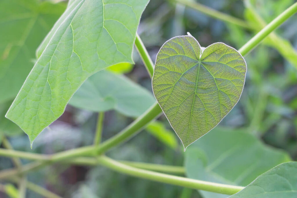 Heart-shaped leaves of Paulownia Tomentosa tree in the garden. - Photo, Image
