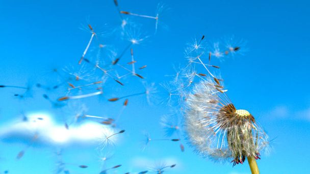ZÁRÁS UP: Scenic felvétel egy bolyhos pitypang virág mag repül a szél. - Fotó, kép