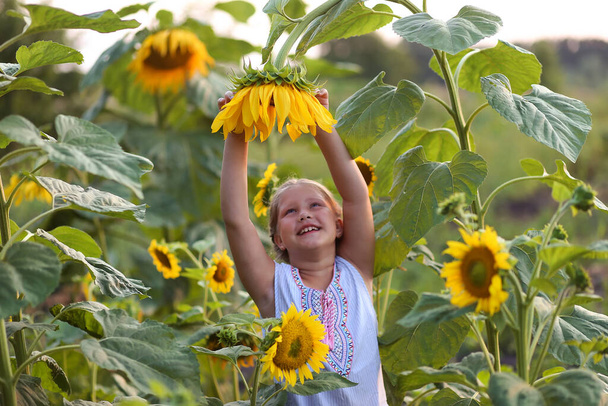 Kauneus iloinen tyttö auringonkukka nauttia luonnosta ja nauraa kesällä auringonkukkakentällä. Auringonpaiste, auringonsäteet, paistava aurinko. Laadukas kuva. - Valokuva, kuva