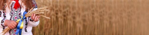 Un ramo de espiguillas de trigo atado con una cinta amarilla y azul en las manos de una niña con una camisa bordada. Las manos de cerca se centran en las espigas de maíz. Día de la independencia de Ucrania, bandera de la constitución. Banner - Foto, imagen