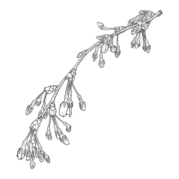 Hand drawn isolated Sakura branch twig. Spring Cherry blossom flowers illustration in black and white. National flowers of Japan. Tree stick of Sakura pops and buds opening. Vector.  - Vector, imagen