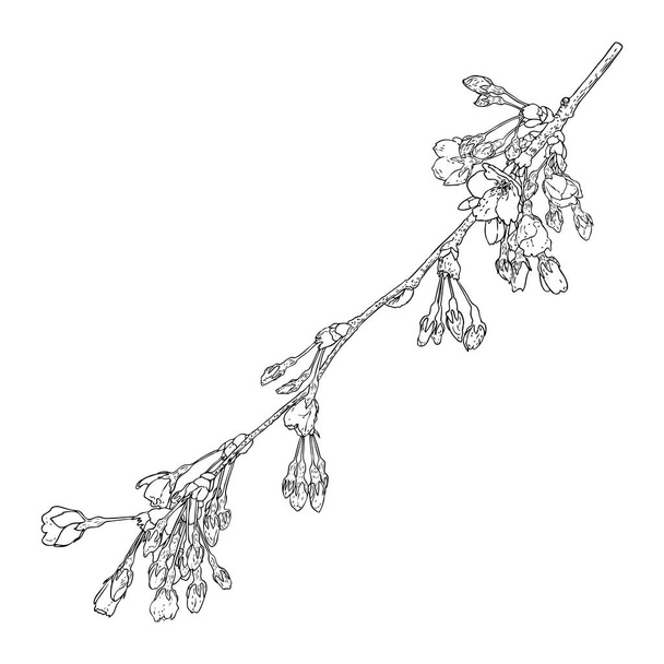 Blooming Sakura from garden. National spring flowers and twig of Japan. Cherry blossom botanical illustration from real tree branches. Black and white vector. - Vektör, Görsel