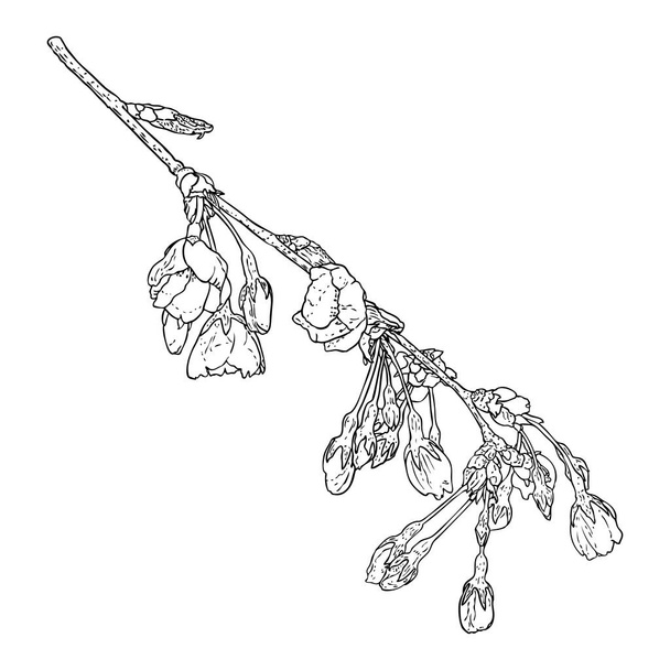Sakura twig. Cherry blossom branch. National flowers of Japan botanical illustration in black and white. Hand drawn tree stick with buds and pops blooms, leaves, petals. Vector. - Vector, imagen