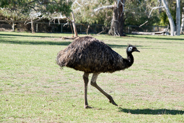 the emu is a large flightless bird - Foto, afbeelding
