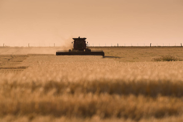 Harvester machine, harvesting in the Argentine countryside, Buenos Aires province, Argentina. - Photo, Image