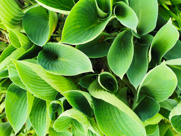 подовжене матове зелене листя хости, вид зверху, в ботанічному саду st. petersburg. - Фото, зображення