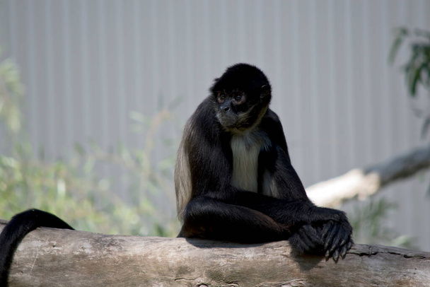 the spider monkey has a cream chest and is mily black and gray with a long tail - Фото, изображение