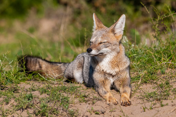 Pampas Grey Fox esniyor, Pampas Çimen Ortamı, La Pampa Bölgesi, Patagonya, Arjantin. - Fotoğraf, Görsel