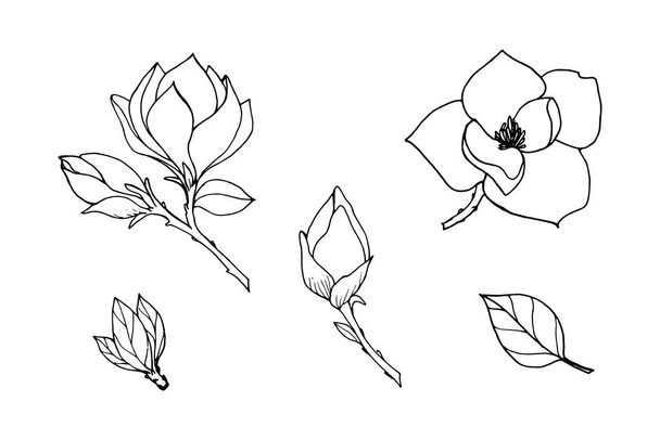 Set of elements of branches magnolia flowers, leaves, buds, black contour drawing with white fill. - ベクター画像