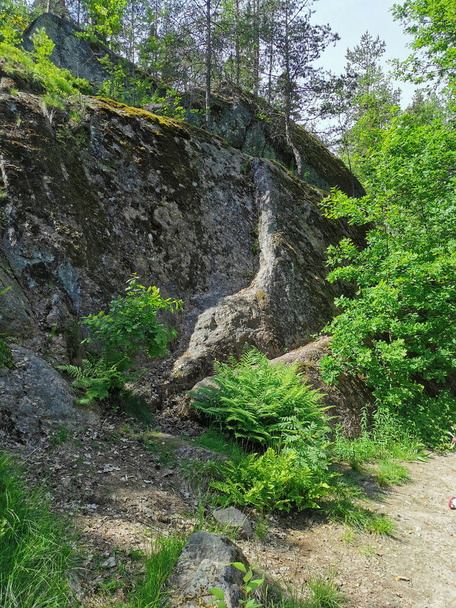 На кам "янистому природному парку Монрепос у місті Виборг у ясний літній день росте валуна з деревами.. - Фото, зображення