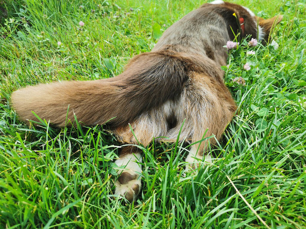 Un cardigan corgi gallese marrone e bianco è disteso sul suo stomaco sull'erba in una calda giornata estiva. Vista dal lato della coda soffice. - Foto, immagini