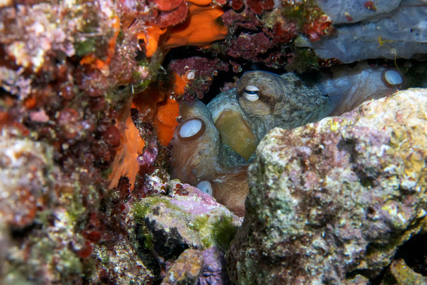 Yhteinen Octopus (Octopus vulgaris) piilossa kalliolla Välimerellä - Valokuva, kuva
