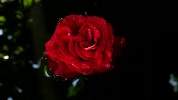 Rosa roja en la superficie del agua. Imágenes de vídeo 4K UHD 3840X2160. - Metraje, vídeo