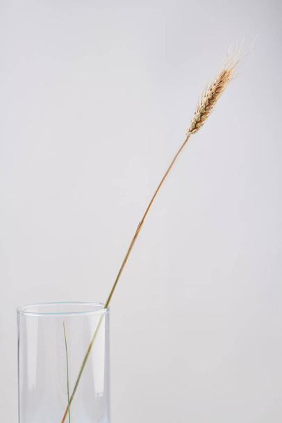 Espigueta seca única no vaso transparente de vidro. - Foto, Imagem