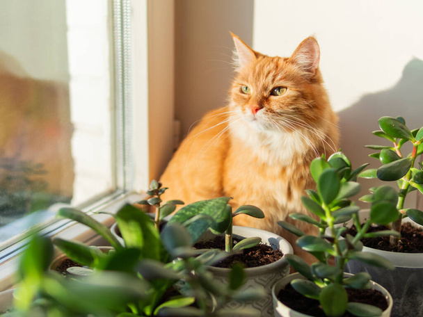 Leuke gember kat zit op vensterbank tussen bloempotten met kamerplanten. Fluffy huisdier in de buurt van sappige Crassula planten. Knus huis verlicht met zonlicht. - Foto, afbeelding