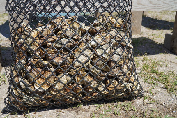 Um saco plástico em que as ostras são cultivadas em água salgada do mar. - Foto, Imagem