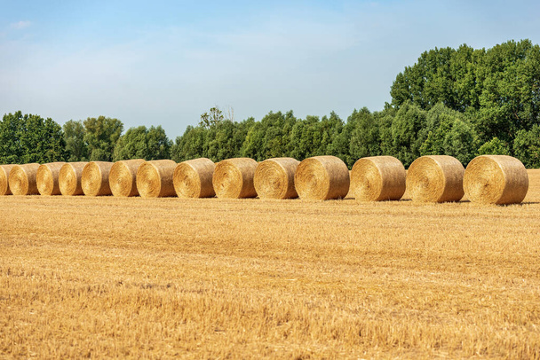 Group of hay bales in a row in a summer sunny day with green trees on background, Padan Plain or Po valley, Lombardy, Italy, southern Europe. - Photo, Image