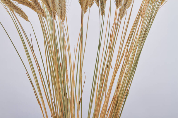 Close-up sheaf of golden wheat ears on white background. - Photo, Image