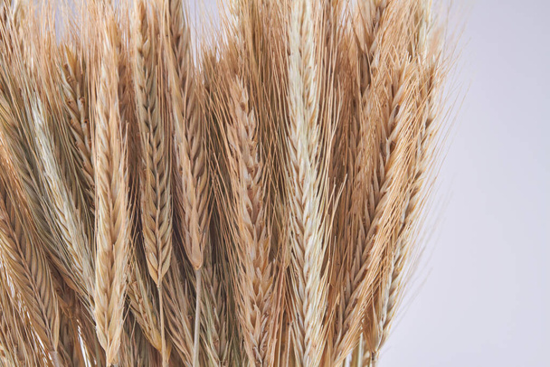 Close-up collection of ripe wheat ears on white background. - Foto, Imagem