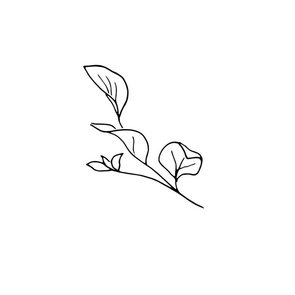 dried flowers, dry grass on a white background,Hand drawn engraving illustration, minimalism style. Ikebana. - Вектор, зображення