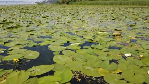 Beautiful lotuses. Lotus blossom valley in summer. - Footage, Video