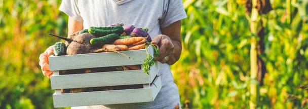 luonnonmukaisten elintarvikkeiden viljely naaraspuolinen viljelijä, joka poimii tuoreita vihanneksia puutarhasta, punajuurista, porkkanoista, perunoista - Valokuva, kuva
