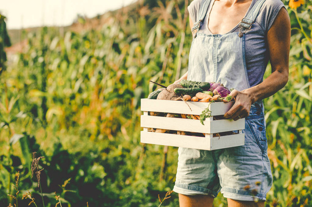 Kadın çiftçi, bahçeden taze sebze, pancar, havuç ve patates topluyor. - Fotoğraf, Görsel