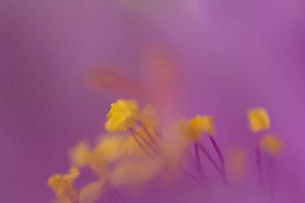 lila Farbe horizontal abstrakt Hintergrund mit gelb - Foto, Bild
