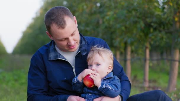 υγιεινά τρόφιμα, μικρό αρσενικό βρέφος δάγκωμα μεγάλο ώριμο κόκκινο μήλο, ενώ κάθεται στην αγκαλιά του πατέρα - Πλάνα, βίντεο