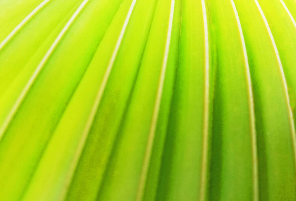 Background of fresh yellow palm leaf - Photo, Image