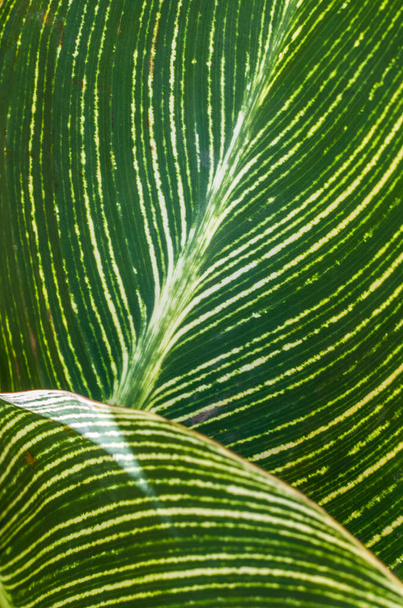 カンナ・グリーンの葉の写真。縞模様の植物質. - 写真・画像