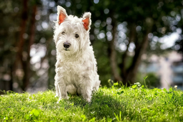 Zachodnia Highland White Terrier. Biały pies na spacer. Latem. Zbliżenie. - Zdjęcie, obraz