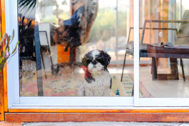 perro en el porche, zhih tzu mirando a través de la ventana - Foto, Imagen