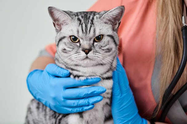 Cat in veterinarians hands - Valokuva, kuva
