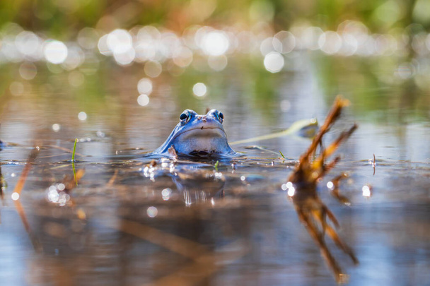 Modrá žába - Žába Arvalis na hladině bažiny. Fotografie divoké přírody - Fotografie, Obrázek