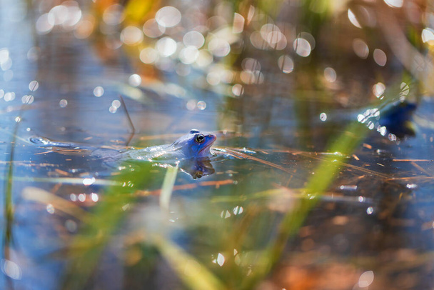 Μπλε Βάτραχος - Βάτραχος Arvalis στην επιφάνεια ενός βάλτου. Φωτογραφία της άγριας φύσης - Φωτογραφία, εικόνα