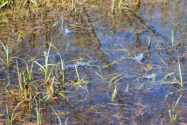 Синяя лягушка - лягушка Арвалис на поверхности болота. Фото дикой природы - Фото, изображение